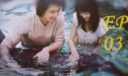 海豚湾恋人3在线观看,情感纠葛再起，命运轮回再现