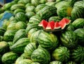 保定网红王吉吃瓜,揭秘娱乐圈幕后故事