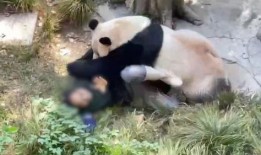 蛋仔熊猫爆料视频大全,揭秘游戏幕后故事与精彩瞬间